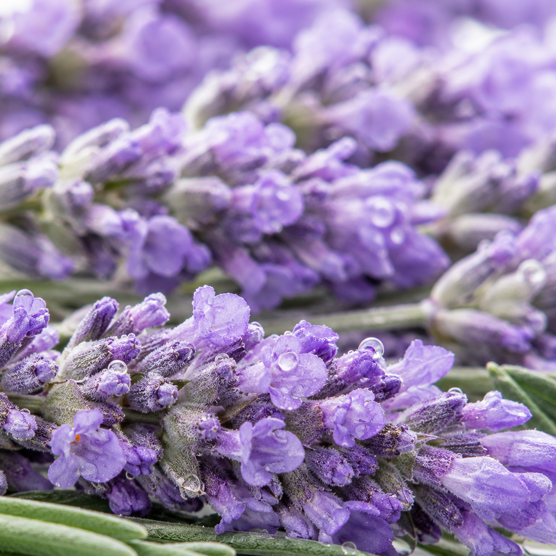 Lavender note card