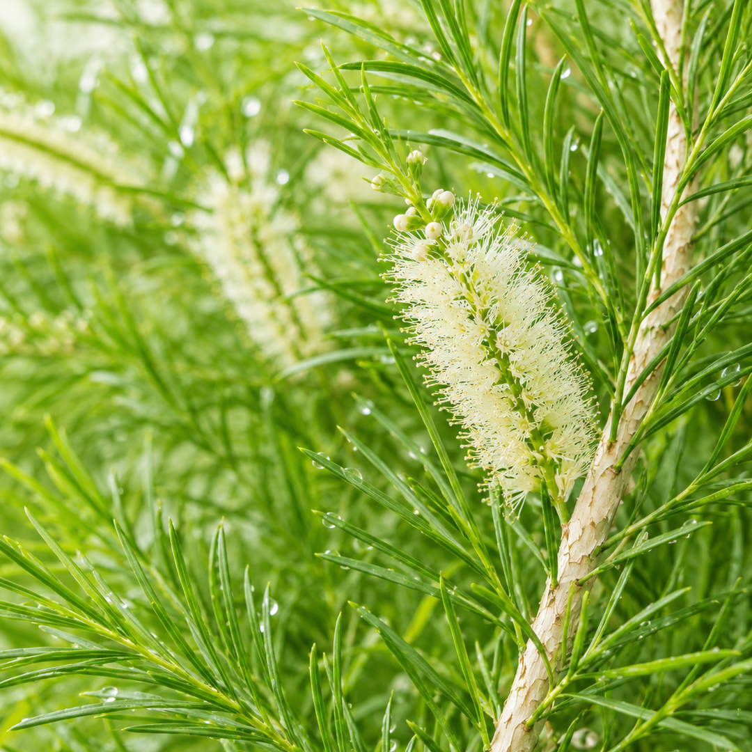 Tea Tree note card