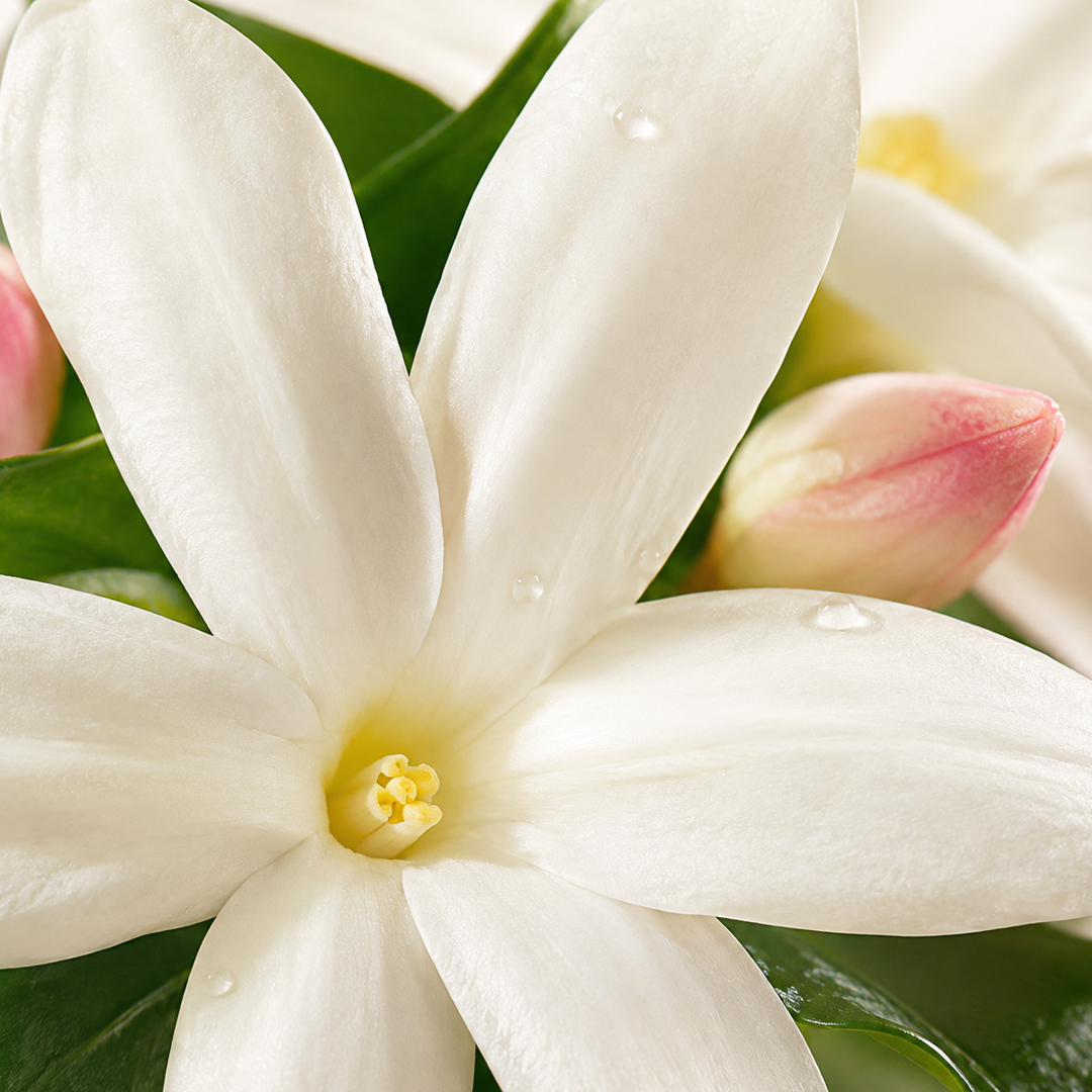 Jasmine note card