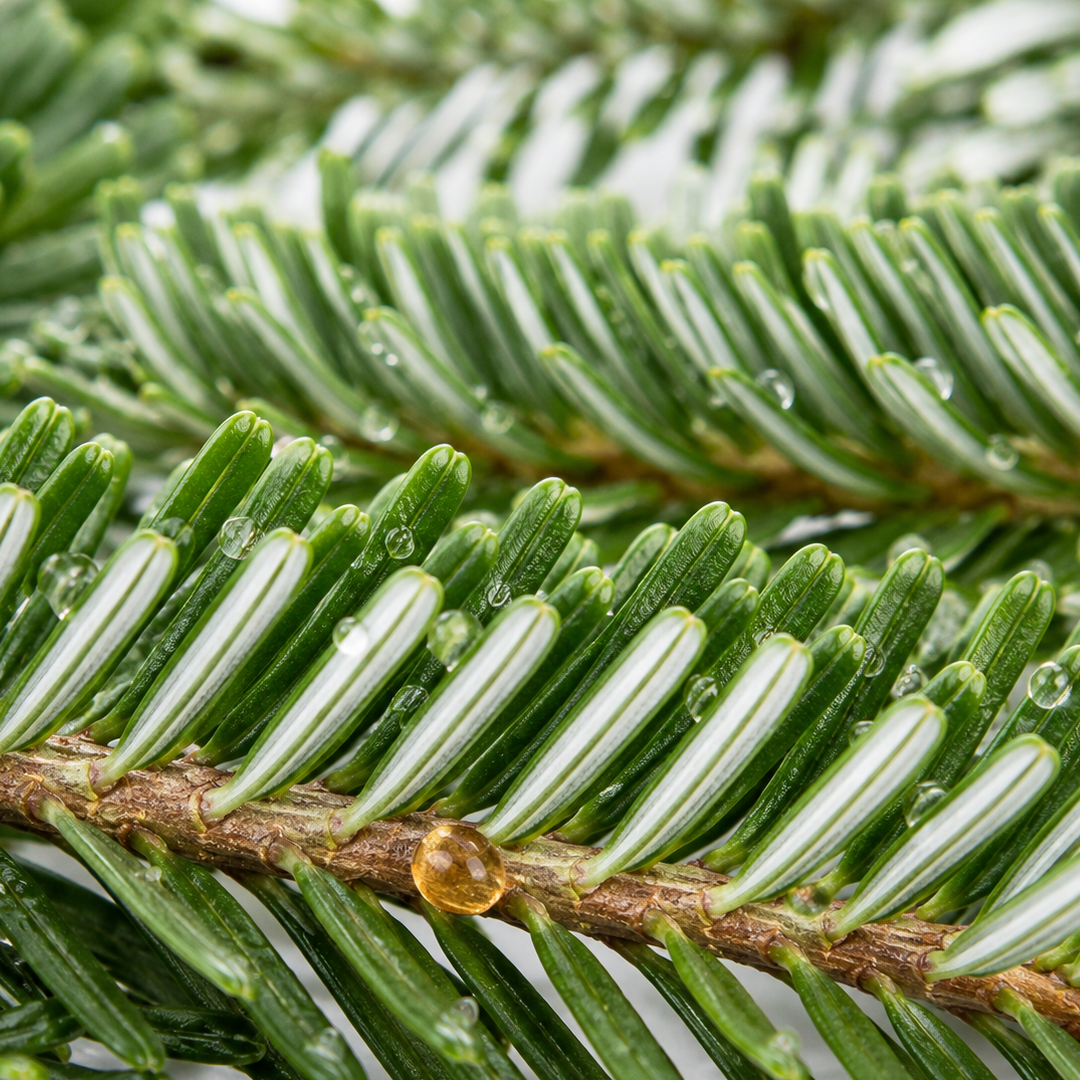 Fraser Fir Pine note card