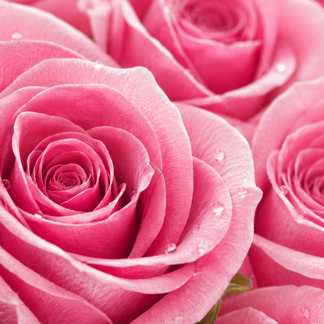Rose note card