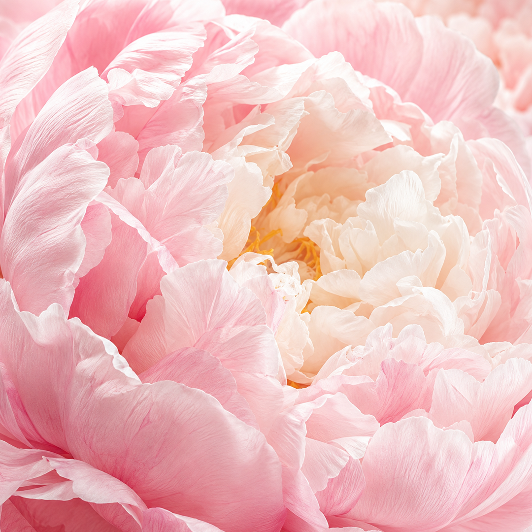 Peony note card