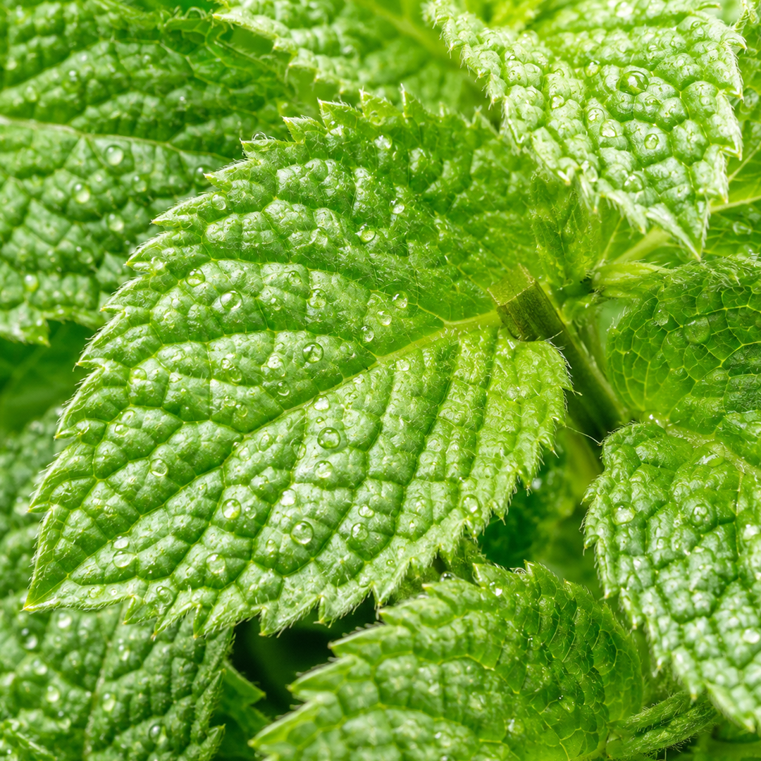 Mint note card