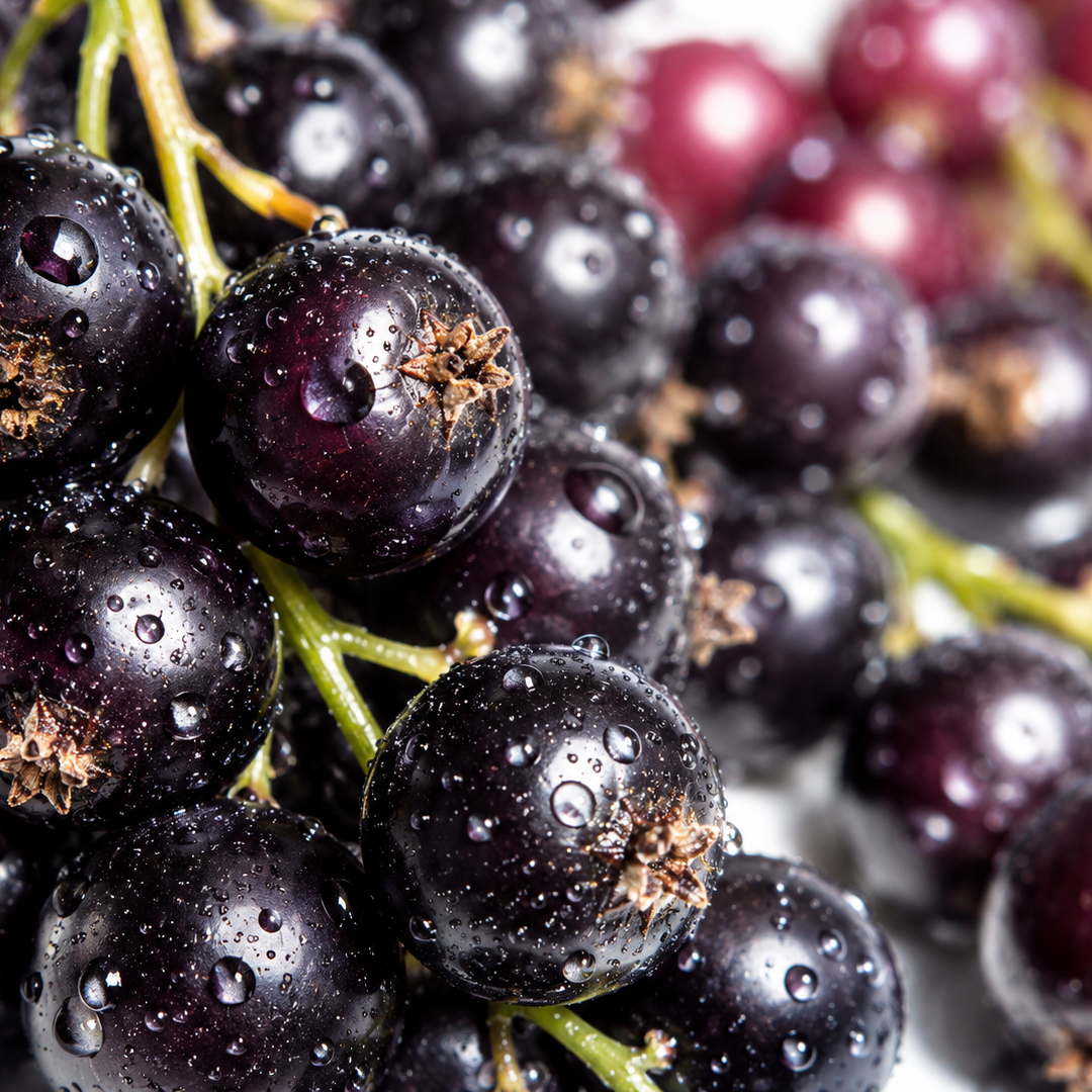 Blackcurrant note card