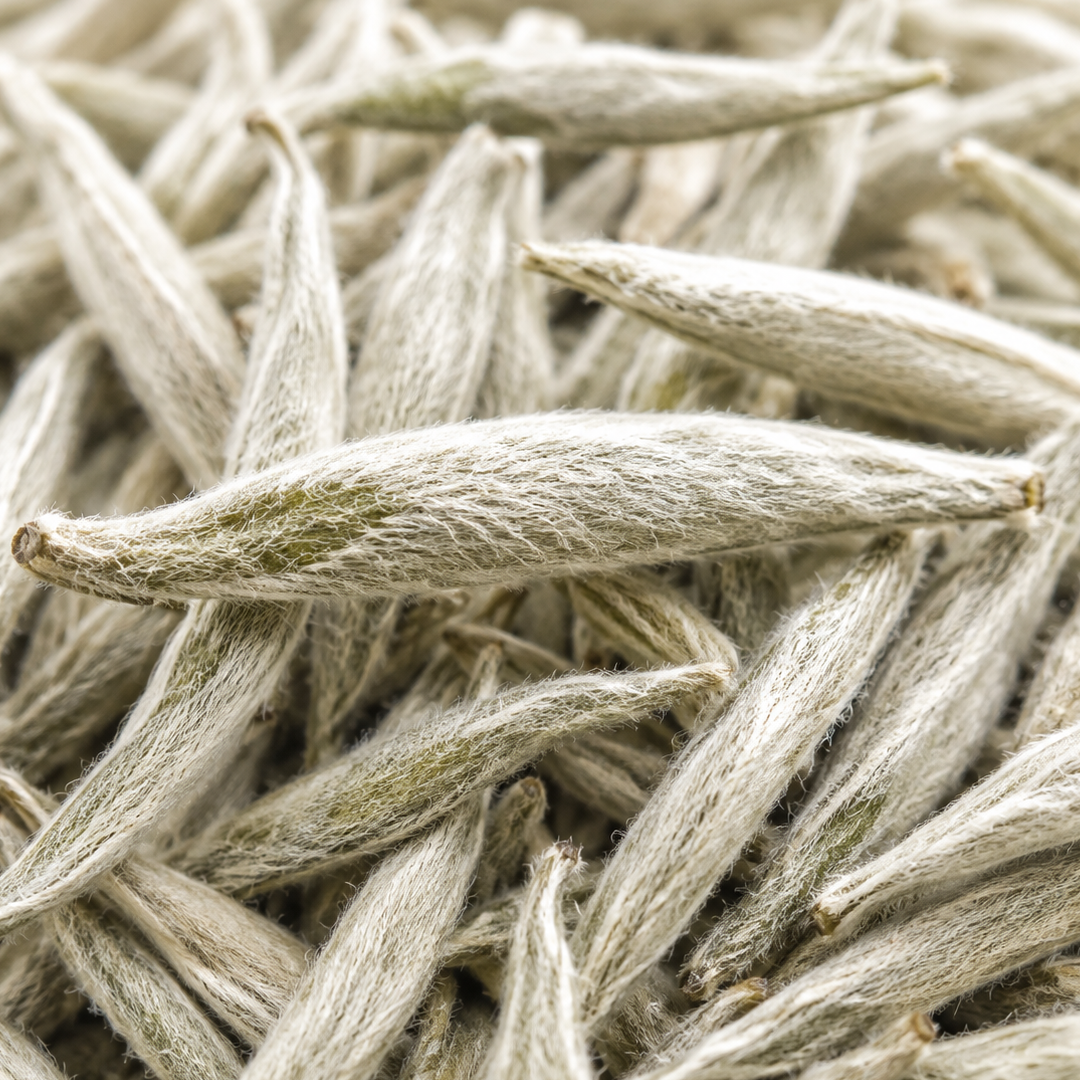 White Tea note card