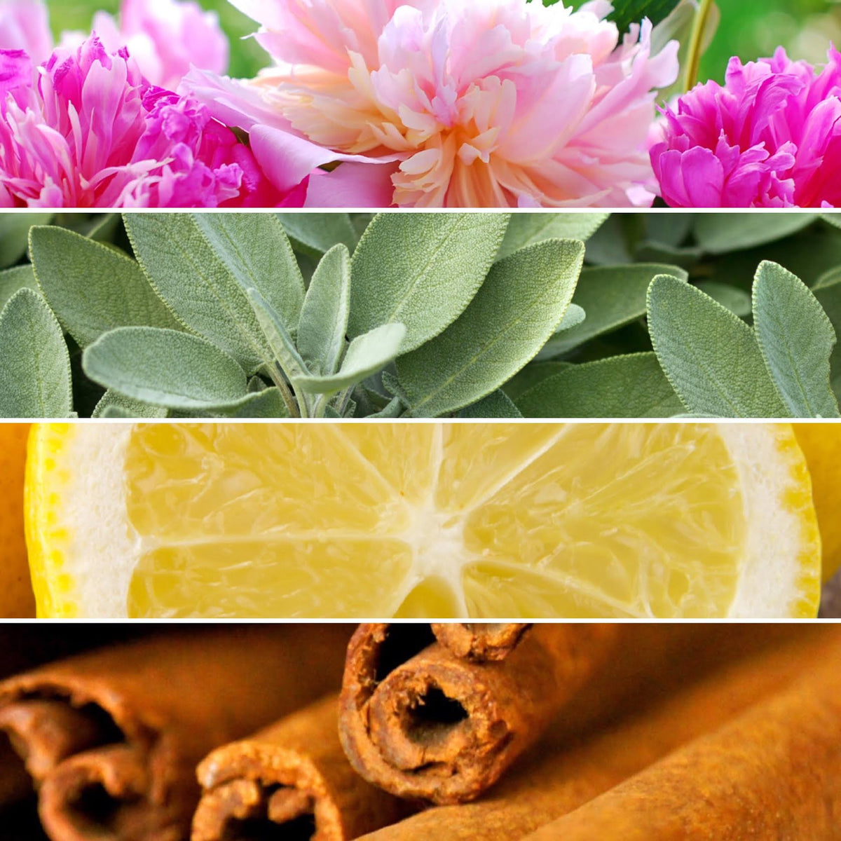 5 Reasons to Swap Your Scents | Doctor Aromas