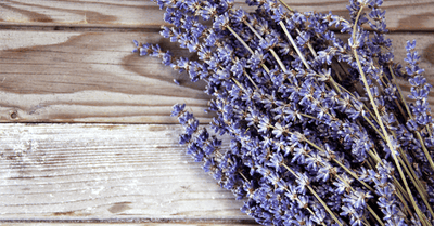 7 Lavender Oil Benefits for Healing