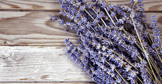 Essential lavender oil bottle surrounded by fresh lavender flowers on white background, illustrating the healing benefits of lavender oil