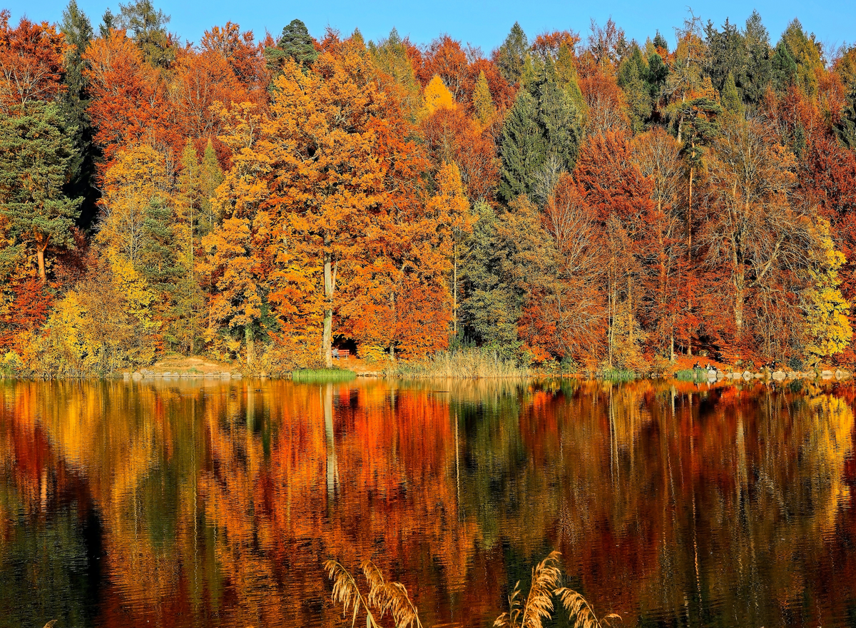 Colorful autumn forest reflected in a calm lake under a clear blue sky.