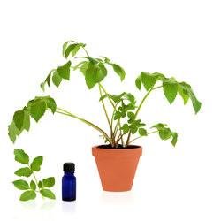 All About Patchouli Oil | Doctor Aromas