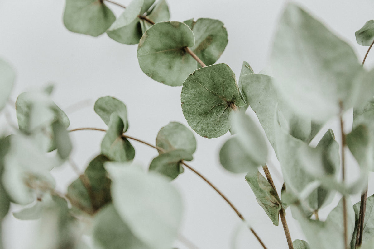 Fresh mint leaves and eucalyptus branches arranged on white background, showcasing the natural ingredients used in aromatherapy and essential oils