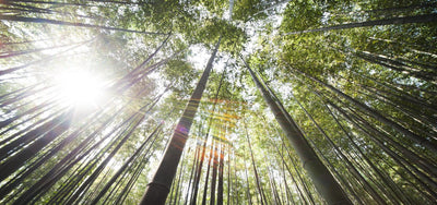 Fünf Möglichkeiten, wie wir dem Planeten Liebe zeigen