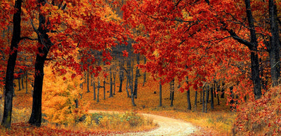 Wie man sich in den Herbst verliebt