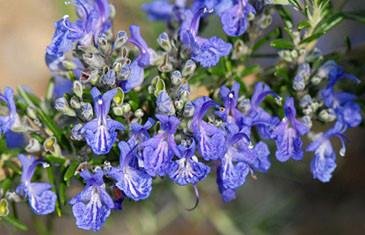 Rosemary For Remembrance: The Science Of Scent