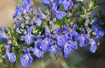 Rosemary For Remembrance: The Science Of Scent