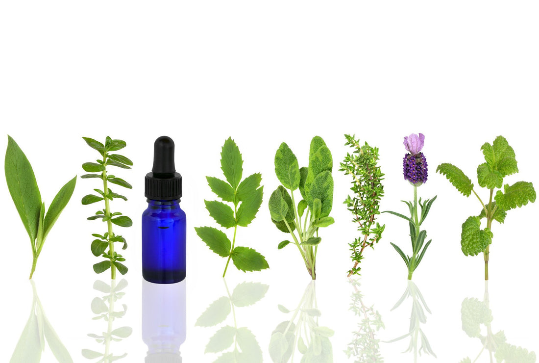 Scents and smells 'play a key role in forming long-term memories' | Doctor Aromas