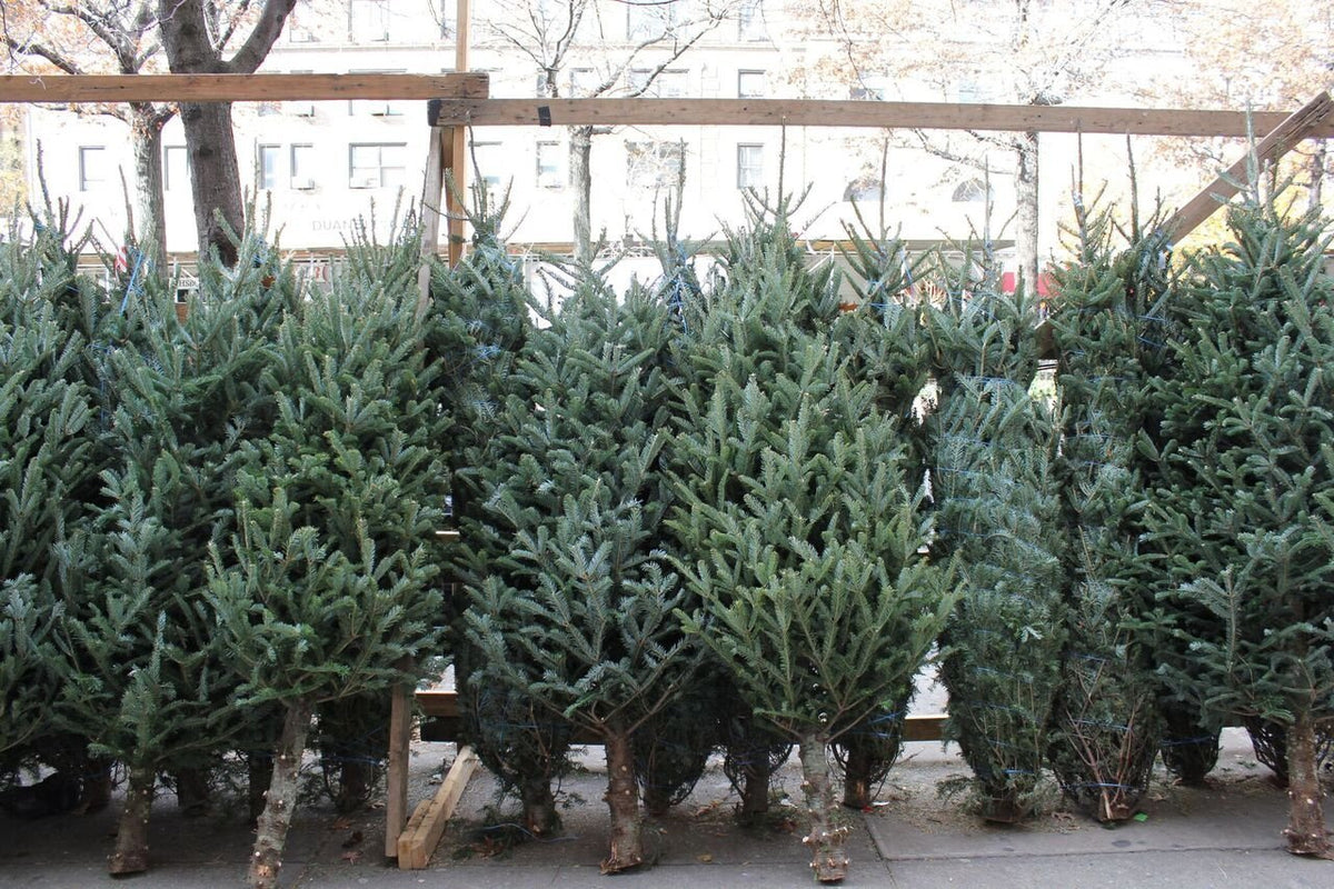 'Tis the season! Make your home festive with some Holiday Scents! | Doctor Aromas