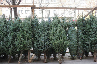 Es ist die Jahreszeit! Machen Sie Ihr Zuhause mit ein paar Weihnachtsdüften festlich!