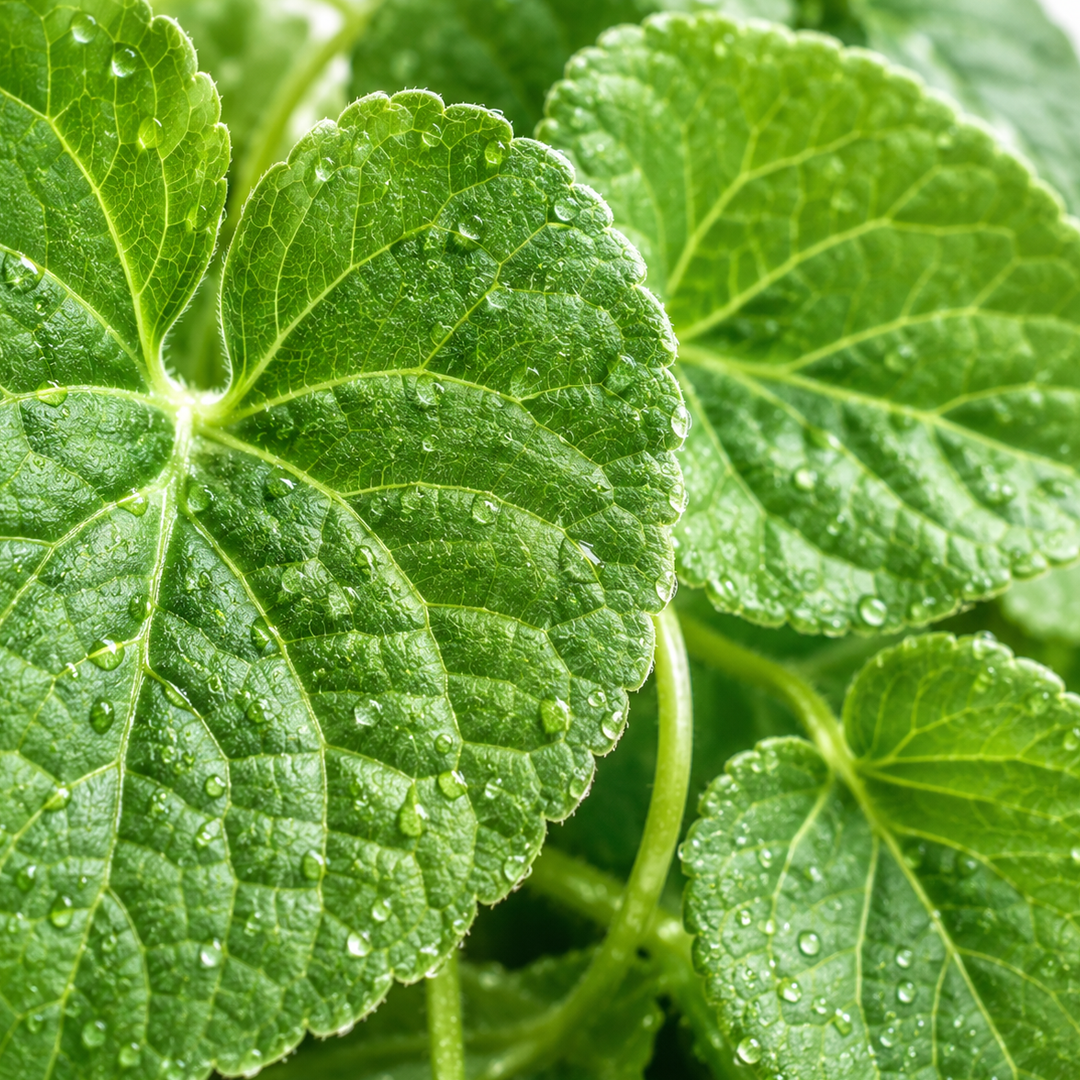 Violet Leaf note card